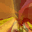 SUNRISE Screensaver icon